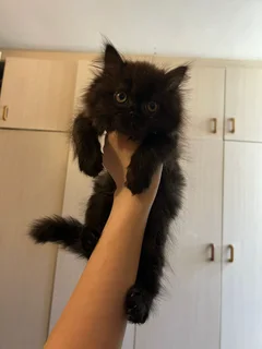 Persian kittens for sale