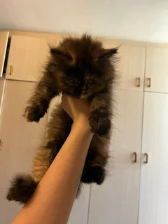 Persian kittens for sale