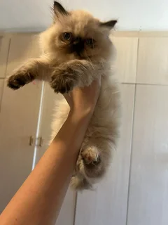 Persian kittens for sale