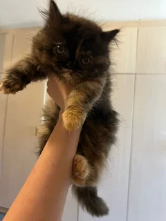 Persian kittens for sale
