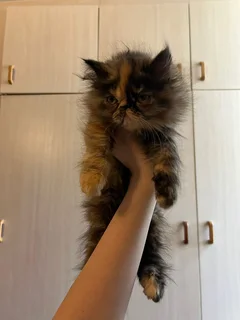 Pure breed persian kittens