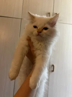 Pure breed persian kittens