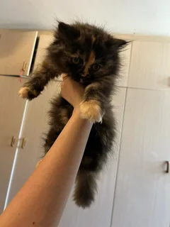 Pure breed persian kittens