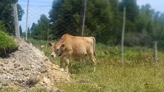 Calves - Ad posted by Kirsten Goeda