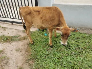 Calves - Ad posted by Kirsten Goeda