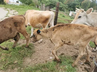 Calves - Ad posted by Kirsten Goeda