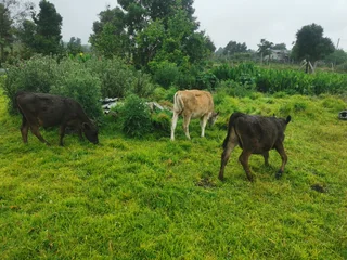 Calves - Ad posted by Kirsten Goeda