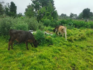 Calves - Ad posted by Kirsten Goeda