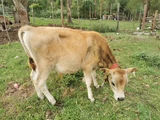  Calves For Sale – Tsitsikamma (eastern Cape) 