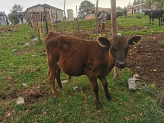  CALVES FOR SALE – TSITSIKAMMA (EASTERN CAPE) 