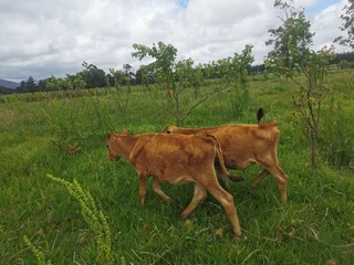  CALVES FOR SALE – TSITSIKAMMA (EASTERN CAPE) 