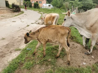  CALVES FOR SALE – TSITSIKAMMA (EASTERN CAPE) 