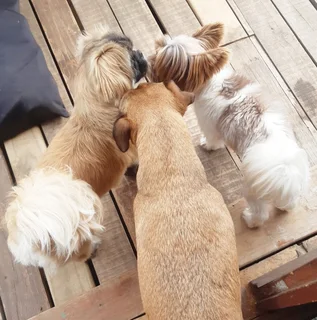 Dog Lodge &amp; Pet Sitting