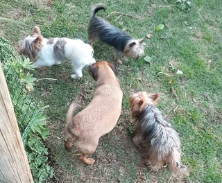 Dog Lodge &amp; Pet Sitting