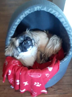 Dog Lodge &amp; Pet Sitting