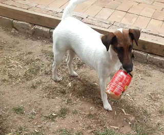 Dog Lodge &amp; Pet Sitting