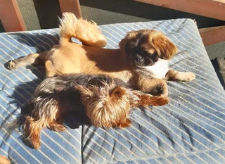 Dog Lodge &amp; Pet Sitting