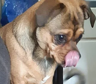 Dog Lodge &amp; Pet Sitting