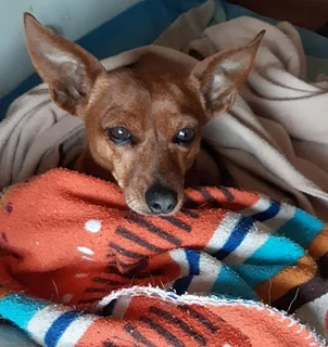 Dog Lodge &amp; Pet Sitting