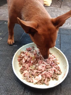 Dog Lodge &amp; Pet Sitting