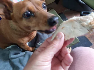 Dog Lodge &amp; Pet Sitting