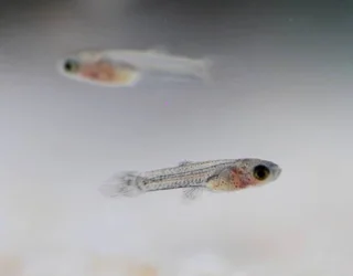 Guppies - Ad posted by Michelle Hardman