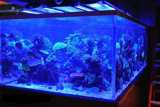 Blue LED Strip Lights 12Volts Waterproof and Dustproof SMD3528 in 5-metre Rolls. Brand New Products.