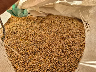 Soet Lupine / Sweet Lupins