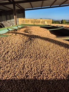 Soet Lupine / Sweet Lupins