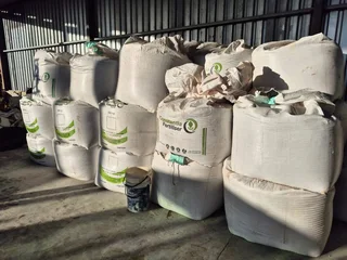 Soet Lupine / Sweet Lupins