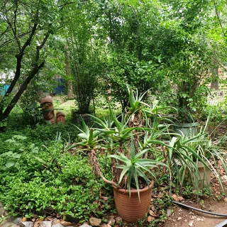 Furnished garden cottage in Chartwell North