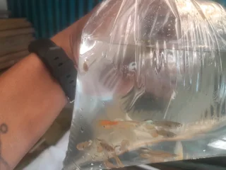 Fancy Assorted Guppies on Sale