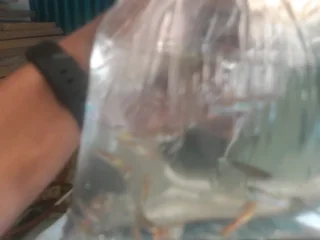 Fancy Assorted Guppies on Sale