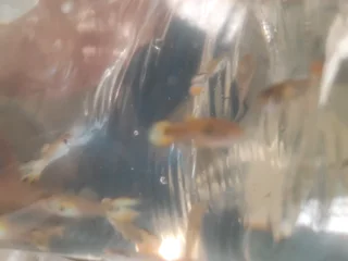 Fancy Assorted Guppies on Sale