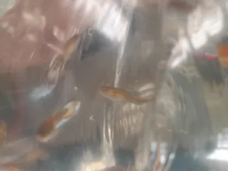 Fancy Assorted Guppies on Sale