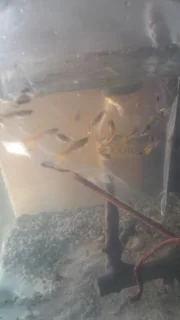 Guppies for Sale Special