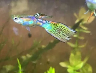 Guppies for Sale