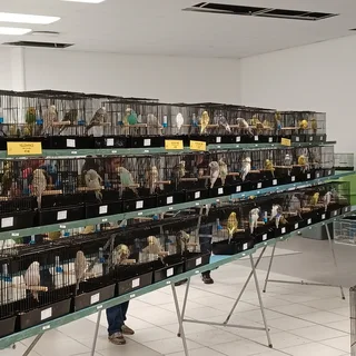 Are you Breeding Show Budgie&#39;s? Why not join the East London Budgeriga