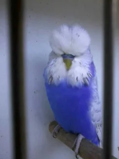 Wanted: I'm looking for: lacewing (yellow or white), Violets, albino, lutino  Show Budgies