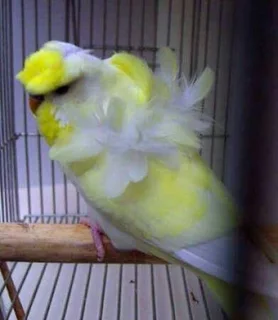 Wanted crested Show Budgies and Japanese crested