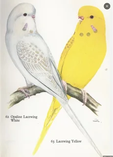 I'm looking for White Lacewing Show Budgies