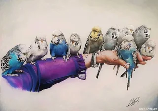 Anyone in pe selling show budgies