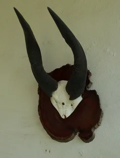 Impala horns