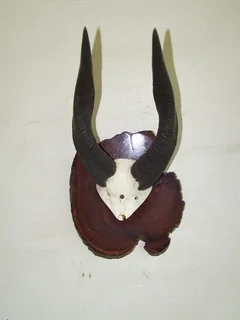 Horns Nyala mounted on plaque