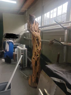 Rare stand alone Wild Olive knarled, ornamental tree trunk that stands just under 7 foot Knysna