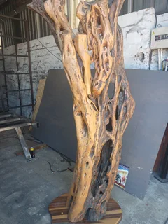 a unique, aged African Wild Olive (Olea europaea subsp. africana) tree trunk feature, Knysna