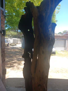 a unique, aged African Wild Olive (Olea europaea subsp. africana) tree trunk feature, Knysna