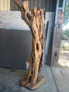 a unique, aged African Wild Olive (Olea europaea subsp. africana) tree trunk feature, Knysna