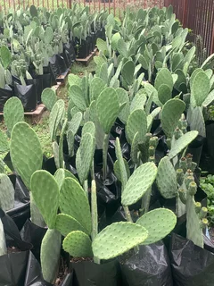 Prickly pear plants