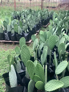 Prickly pear plants